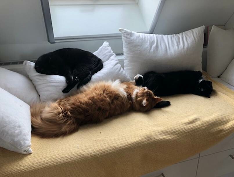 Jacqueline's cats: Well cared for and loved.